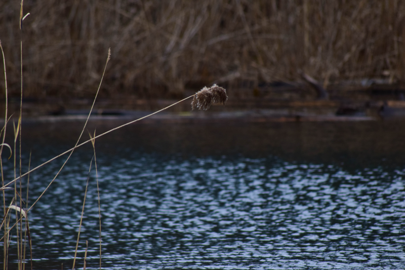 Illustration for article titled Cusp of Spring (Photo Heavy)
